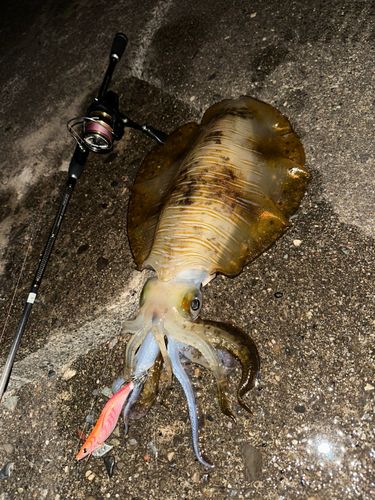 アオリイカの釣果