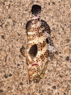 ヒトミハタの釣果