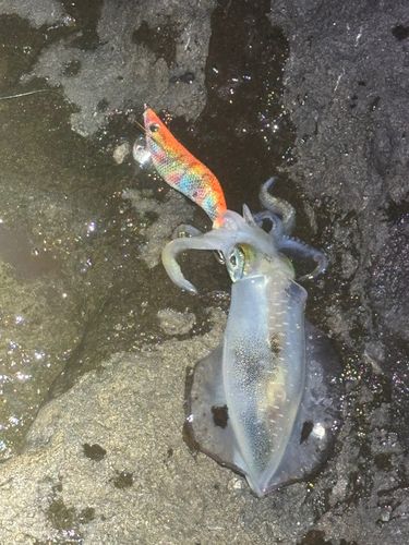 アオリイカの釣果