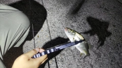 セイゴ（マルスズキ）の釣果