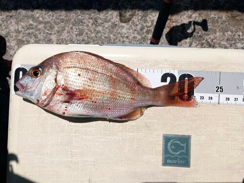 マダイの釣果