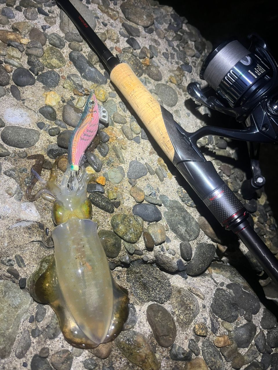 SHIMANO 2020 セフィア エクスチューン S810MLの最安値・インプレ