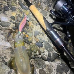 アオリイカ