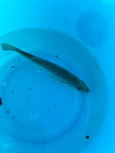 セイゴ（タイリクスズキ）の釣果