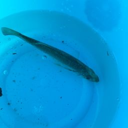 セイゴ（タイリクスズキ）