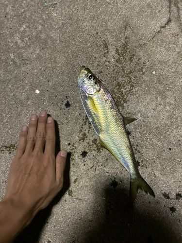 ヒラの釣果