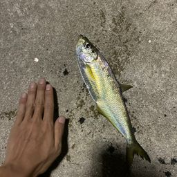 ヒラ