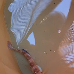 モヨウハゼ