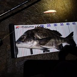 クロダイ