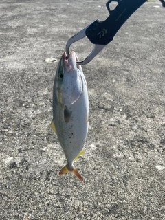 フクラギの釣果