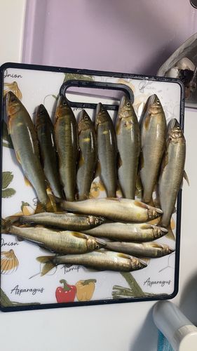 アユの釣果