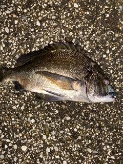 クロダイの釣果