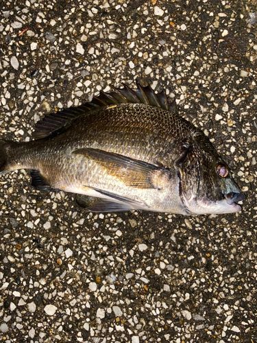 クロダイの釣果