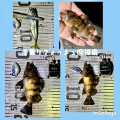 メバルの釣果