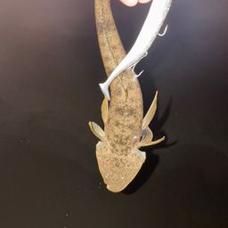マゴチ