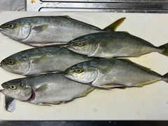 ツバスの釣果