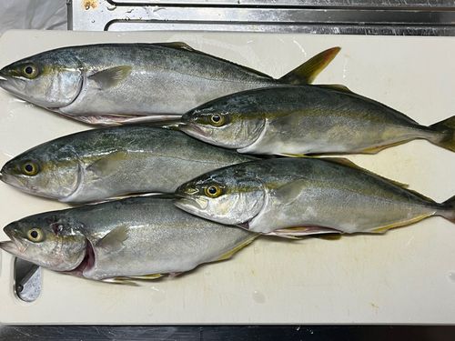 ツバスの釣果