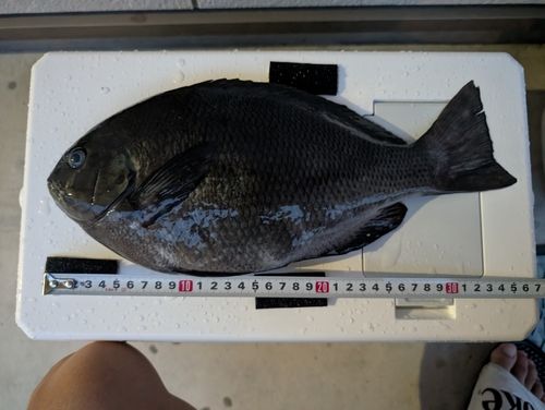 メジナの釣果