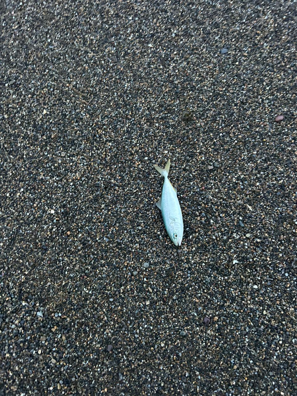 ワカシ