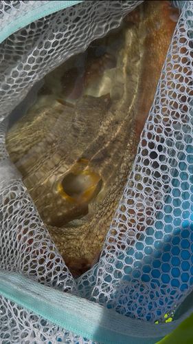 マダコの釣果