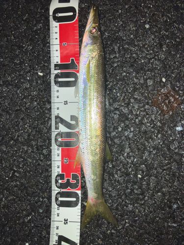 カマスの釣果