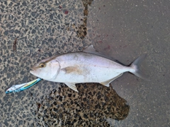 ショゴの釣果