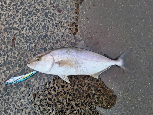 ショゴの釣果