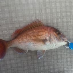 マダイ