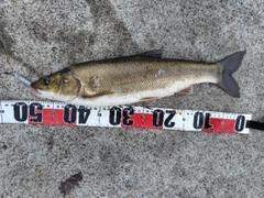 マルタウグイの釣果