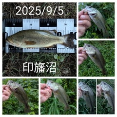 ブラックバスの釣果