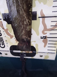 ナマズの釣果