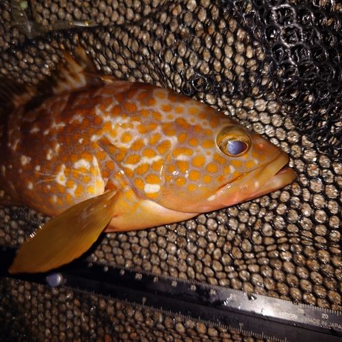 キジハタの釣果