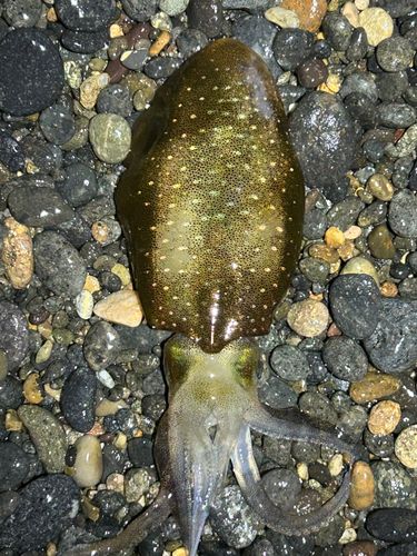 梯川河口
