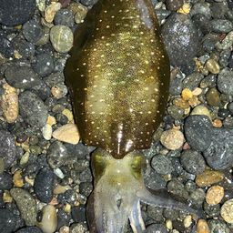 アオリイカ