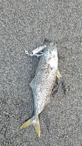 フクラギの釣果