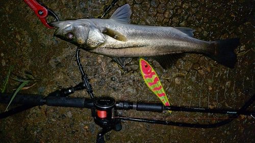 フッコ（マルスズキ）の釣果
