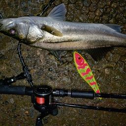 フッコ（マルスズキ）