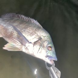 クロダイ