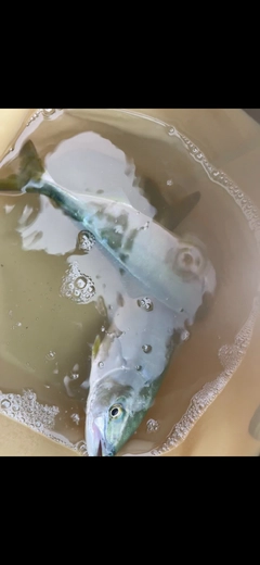 ワカシの釣果