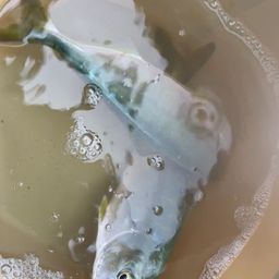 ワカシ