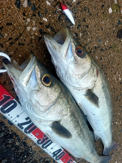 マルスズキの釣果