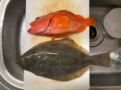 ヒラメの釣果