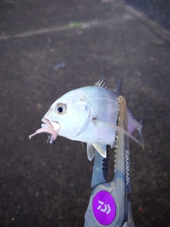 メッキの釣果