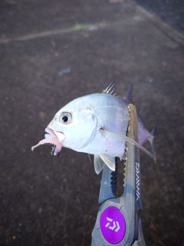 メッキの釣果
