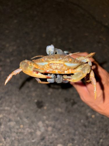 ワタリガニの釣果