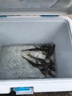 アユの釣果