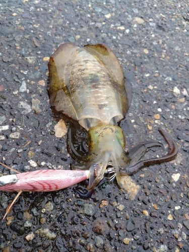 アオリイカの釣果