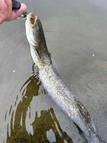 ナマズの釣果