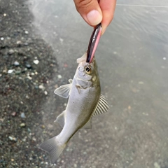 セイゴ（ヒラスズキ）の釣果