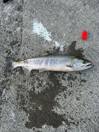 アキアジの釣果
